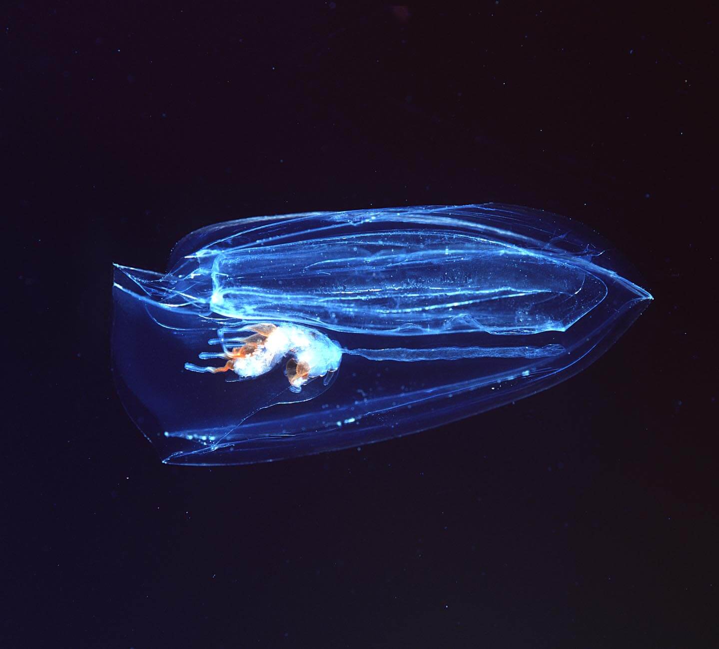 Comb jellies.
