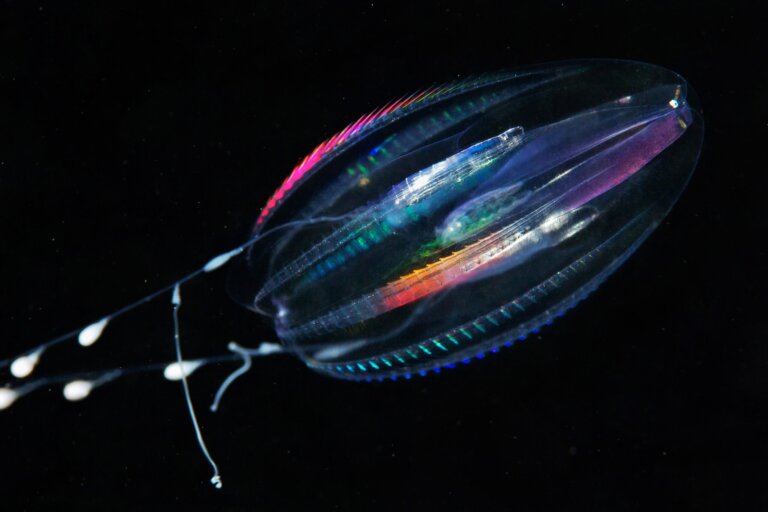 Medusas de peines: características, hábitat y comportamiento