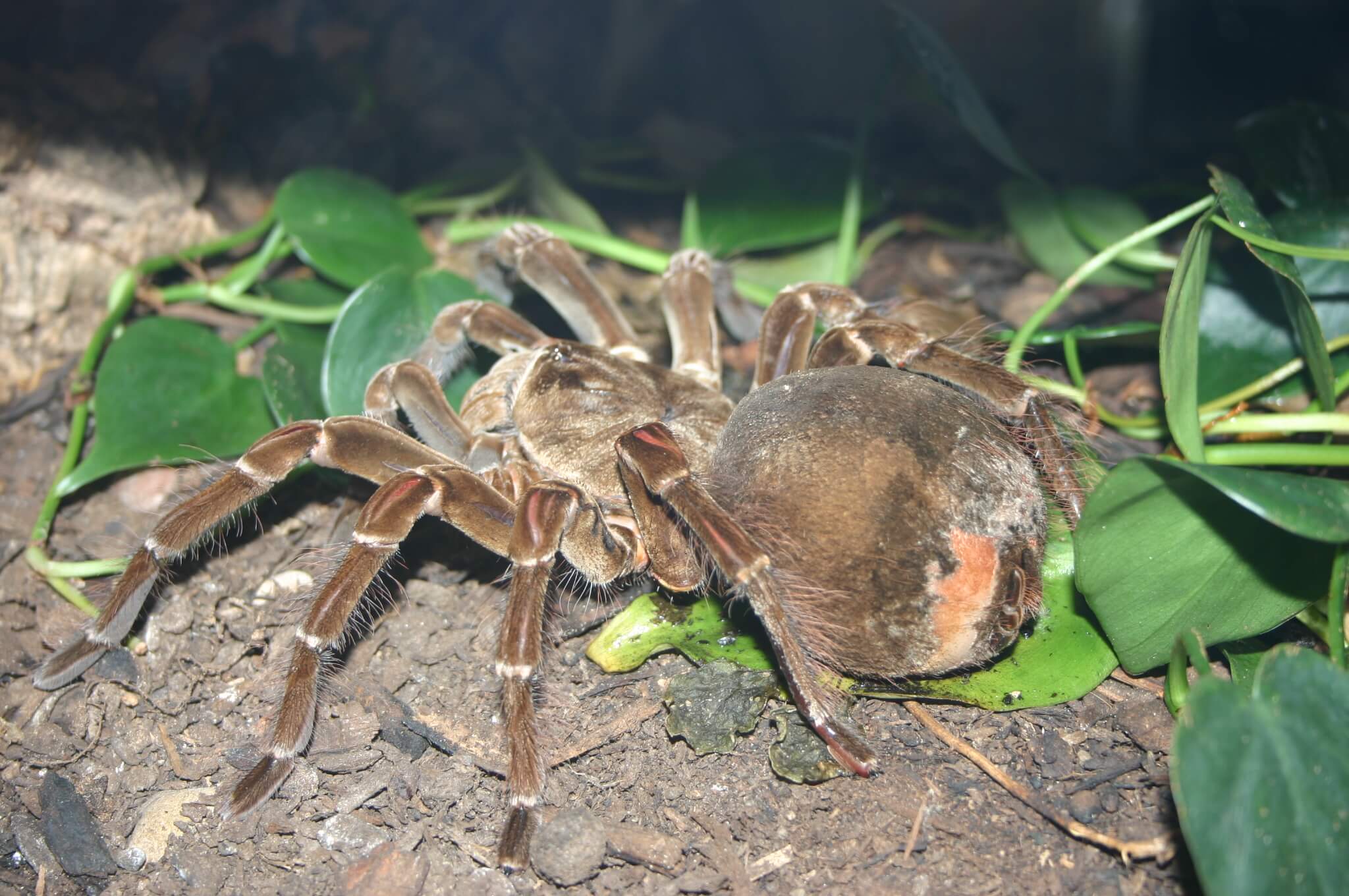 Tarántula Goliat entre hojarasca.