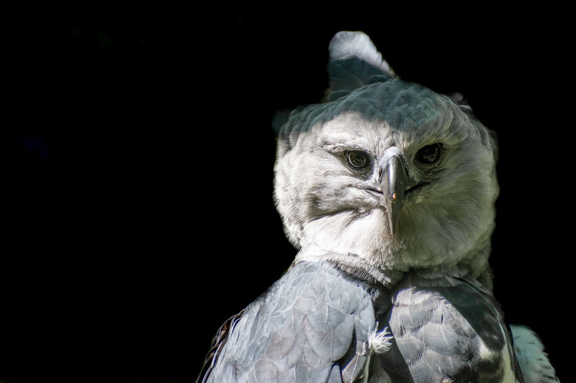 Harpy eagle.