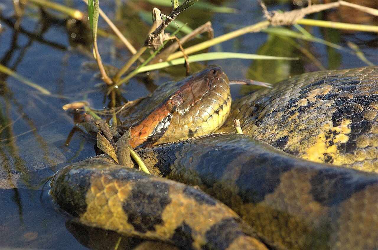An anaconda.