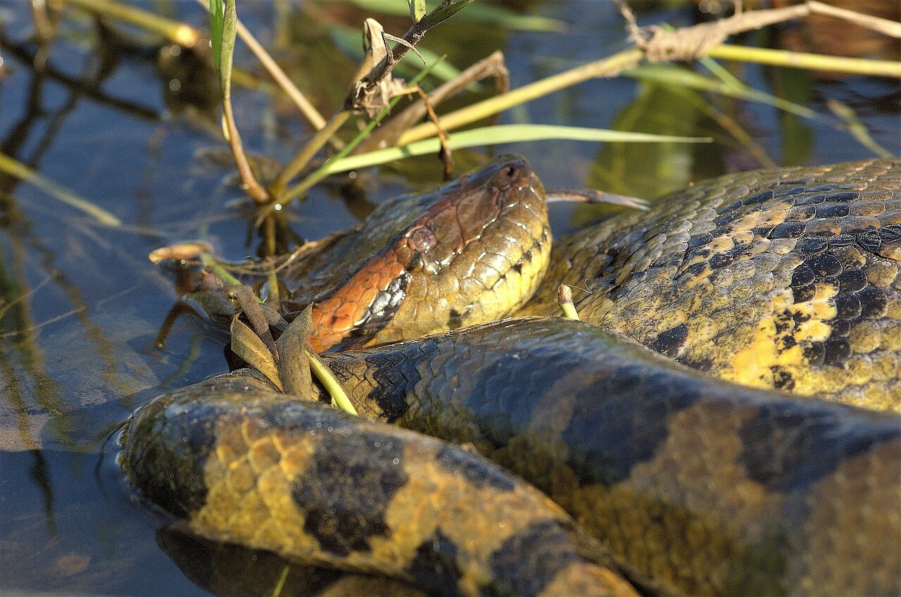 Una anaconda del Amazonas en el agua.