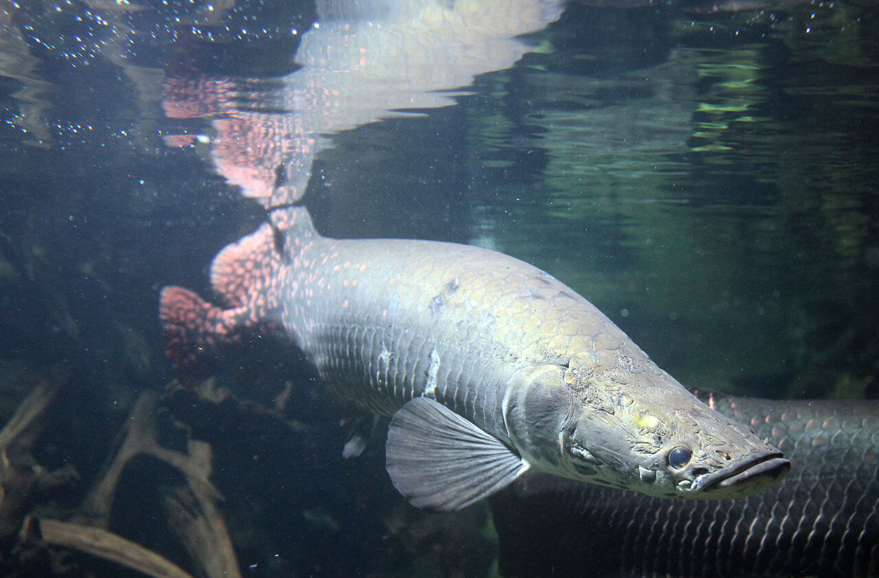 El pirarucú del Amazonas en el agua. 