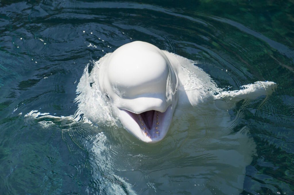 Beluga: características, hábitat y comportamiento