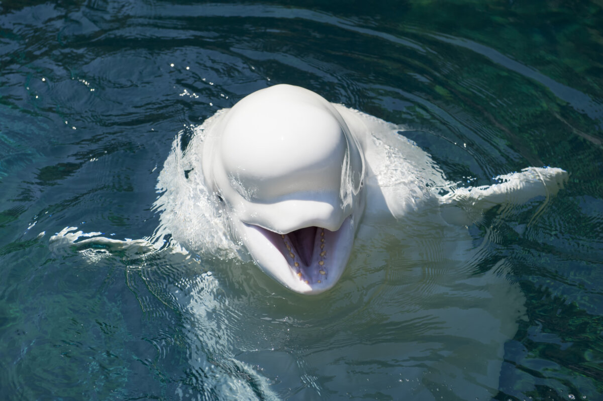 Beluga saliendo del agua.