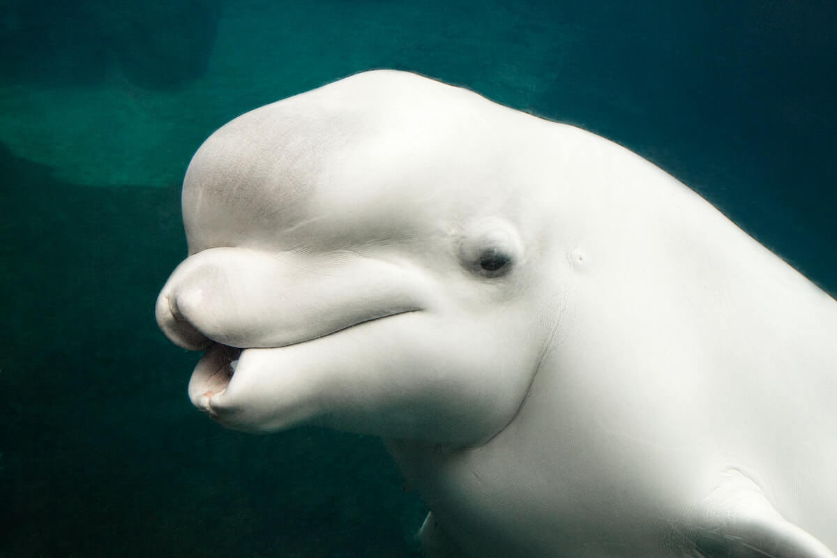 Beluga in vista frontale.