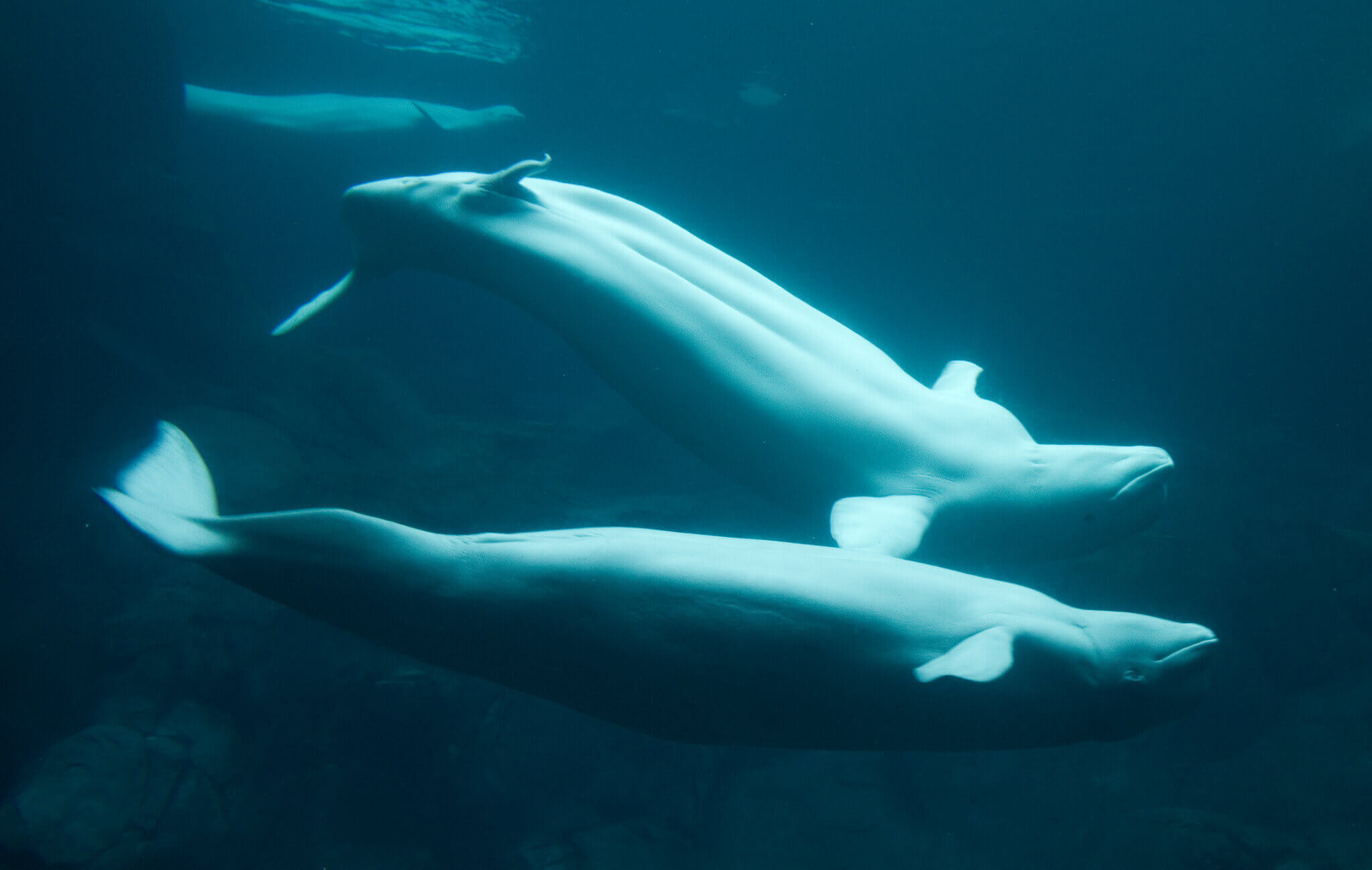 Duas belugas em um mergulho.