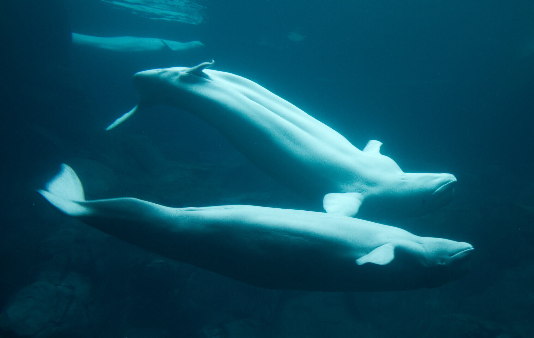 Beluga whales.
