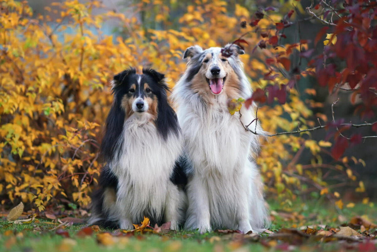 ¿Qué son los perros merlé?