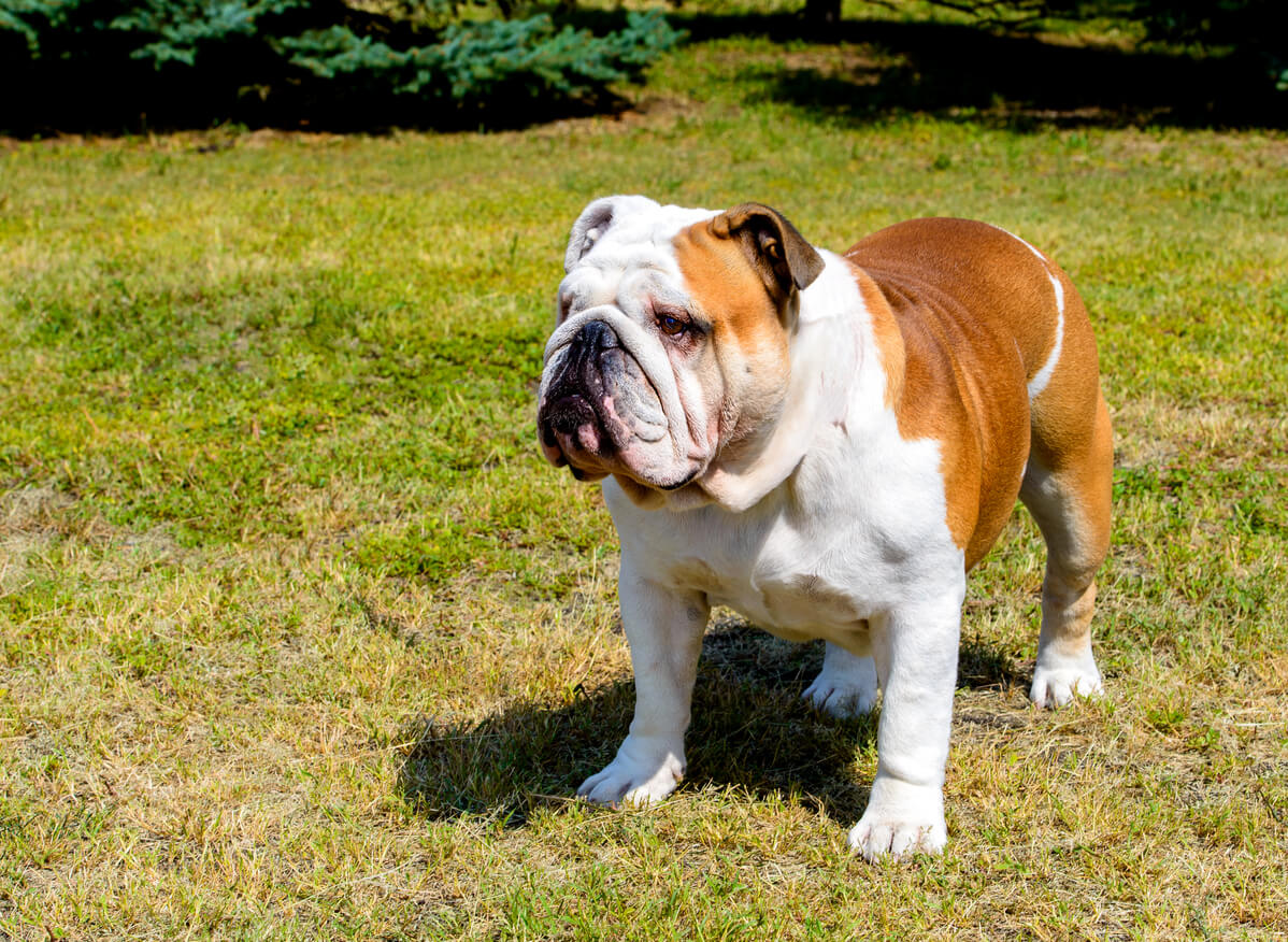 Un bulldog inglese sull'erba