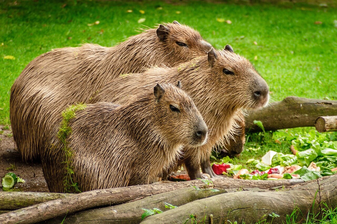 Tres capibaras del Amazonas se alimentan.