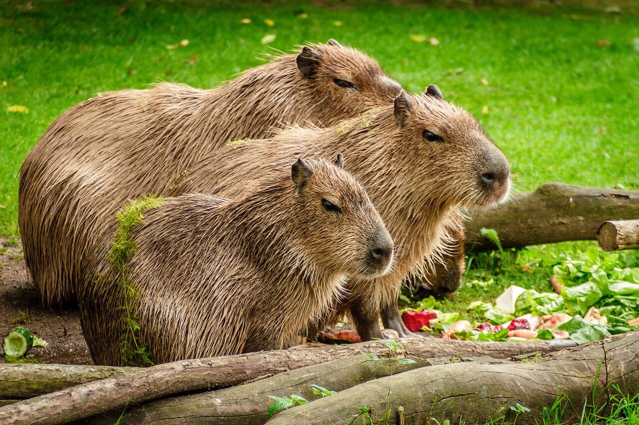 Tres capibaras del Amazonas se alimentan.