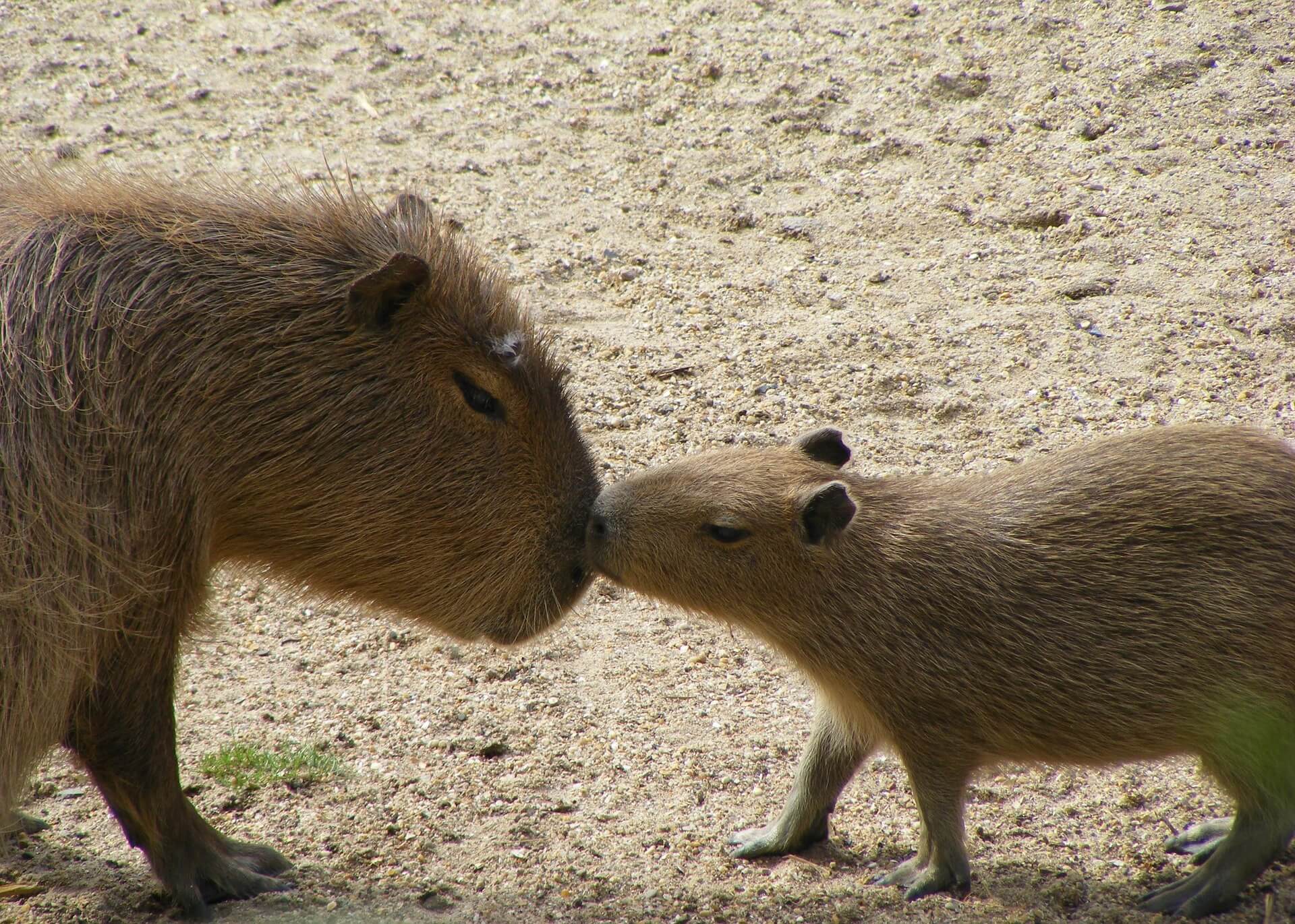 Capibara frente a su cría.