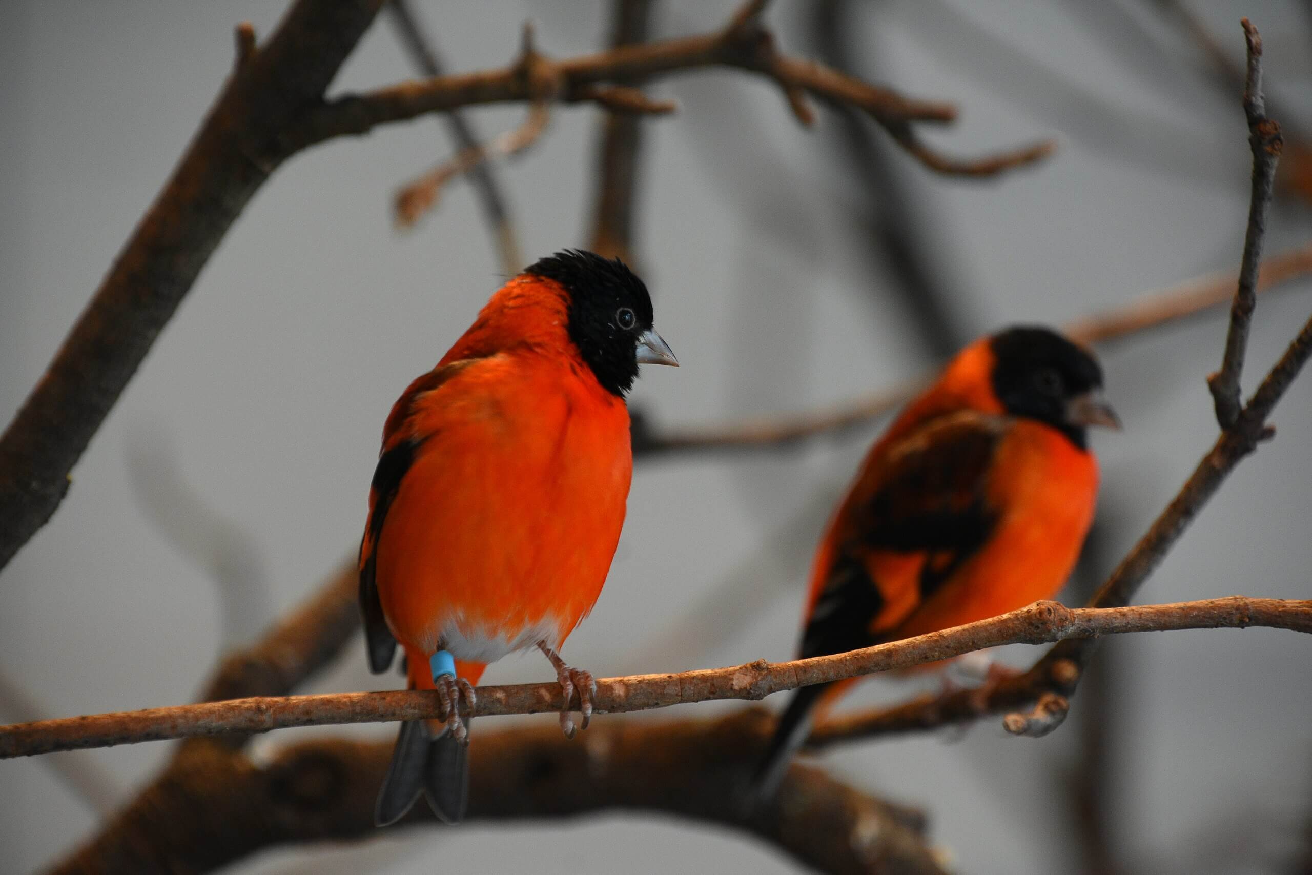 Red siskins.