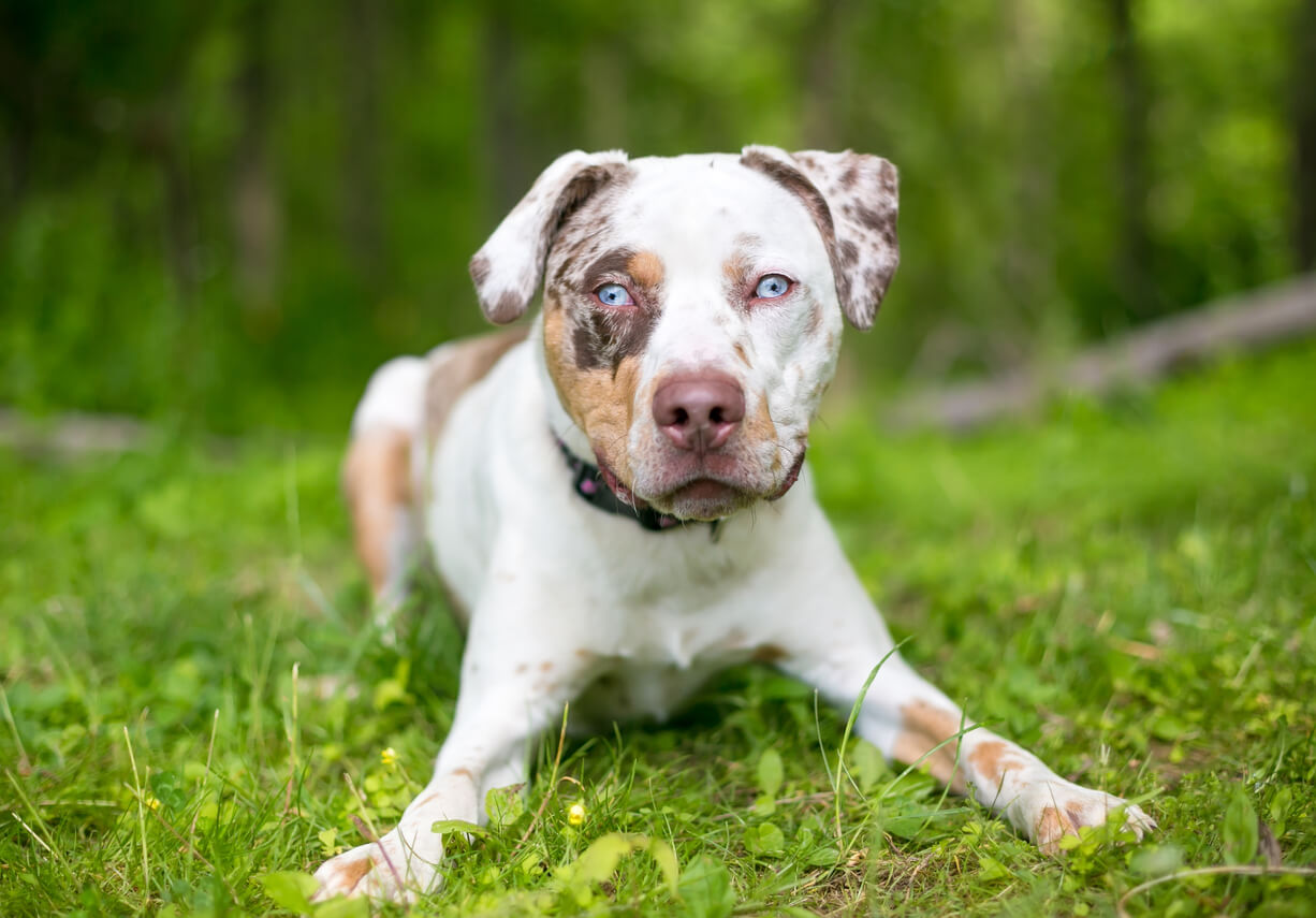 Perro Catahoula merlé