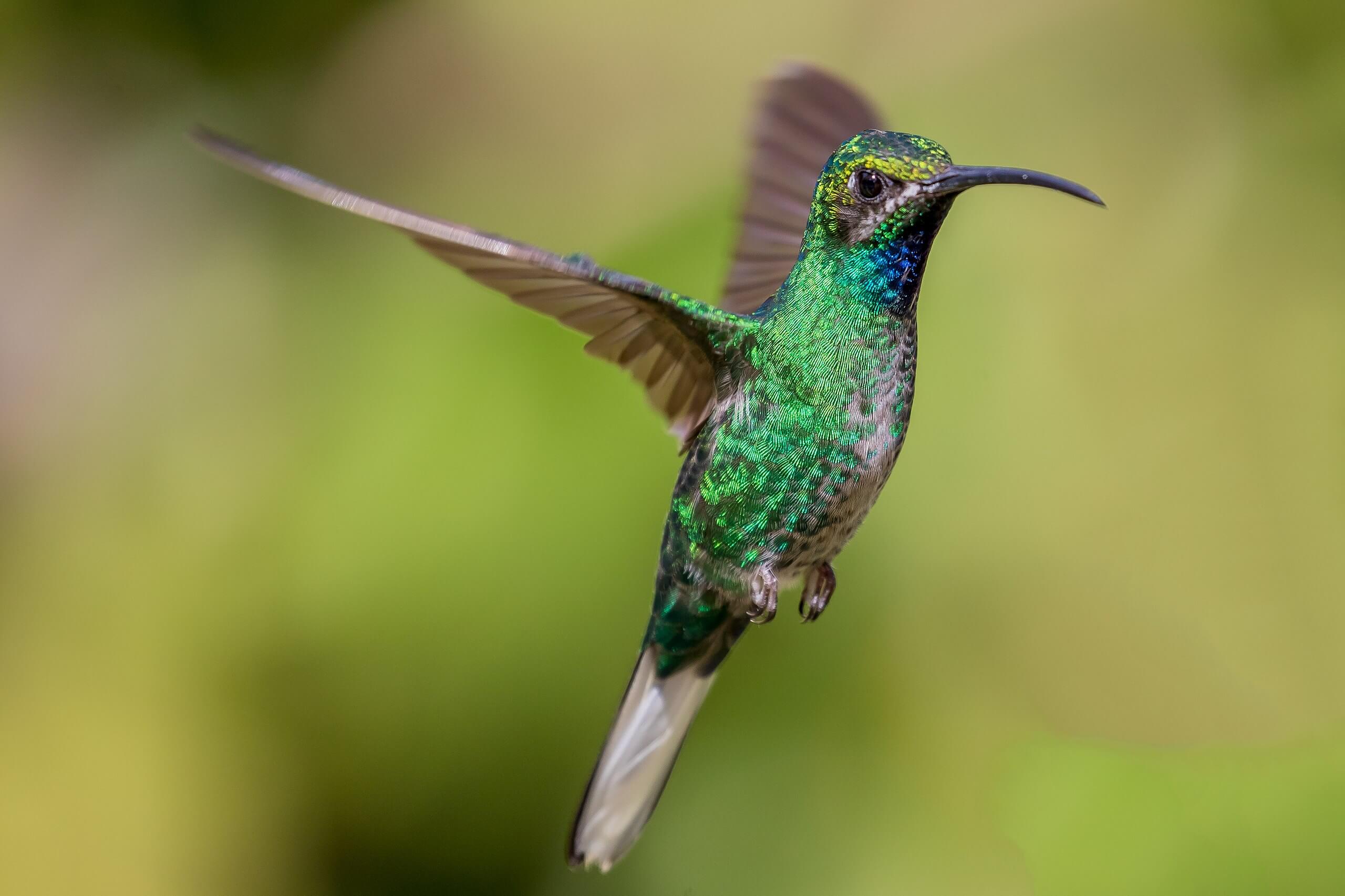 Colibrí coliblanco batiendo las alas. 