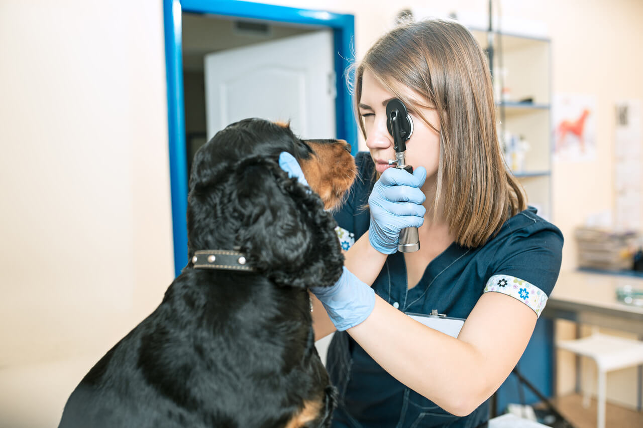 Veterinario revisa ojo de perro con hifema.