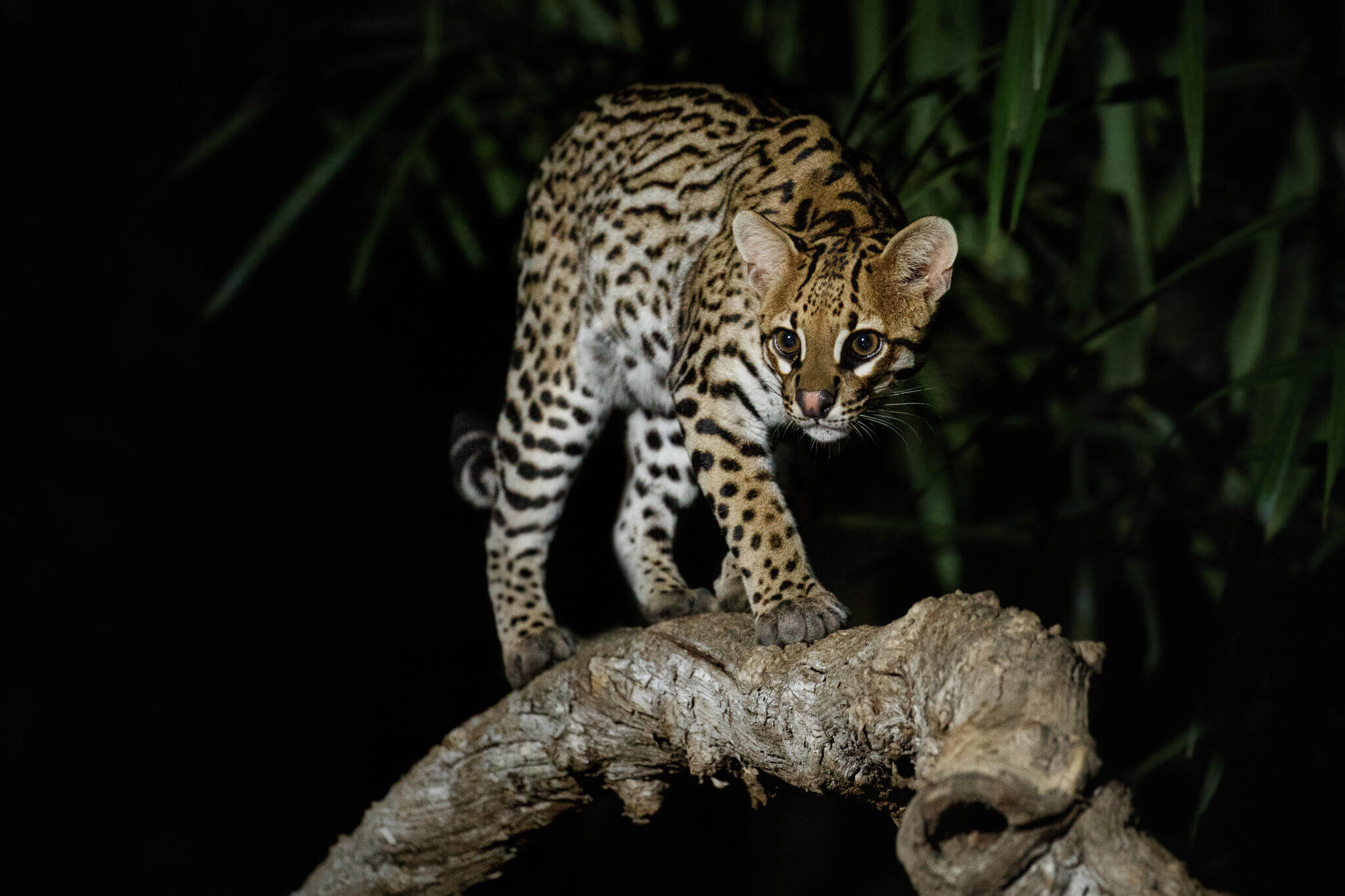 Cunaguaro u ocelote sobre la rama de un árbol en la noche.