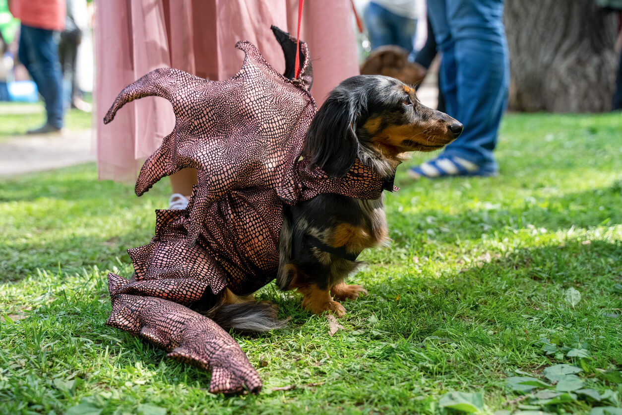 Perro Dachshund merlé 