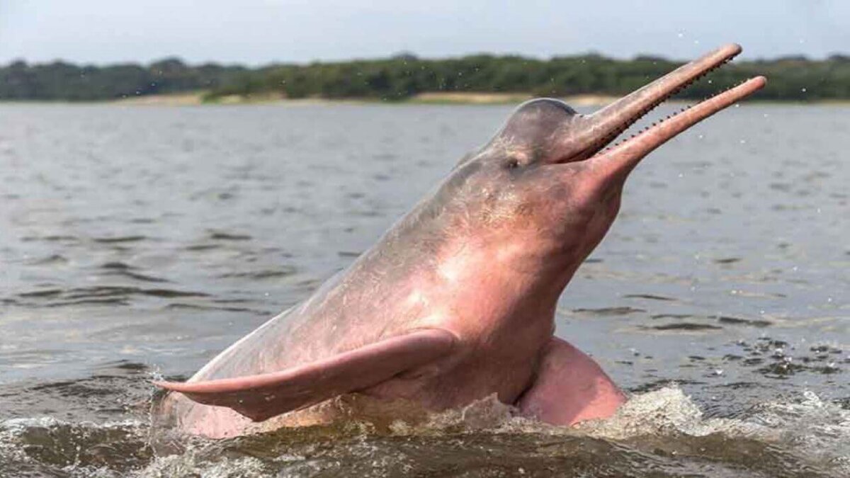 El delfín rosado que vive en el río Amazonas.