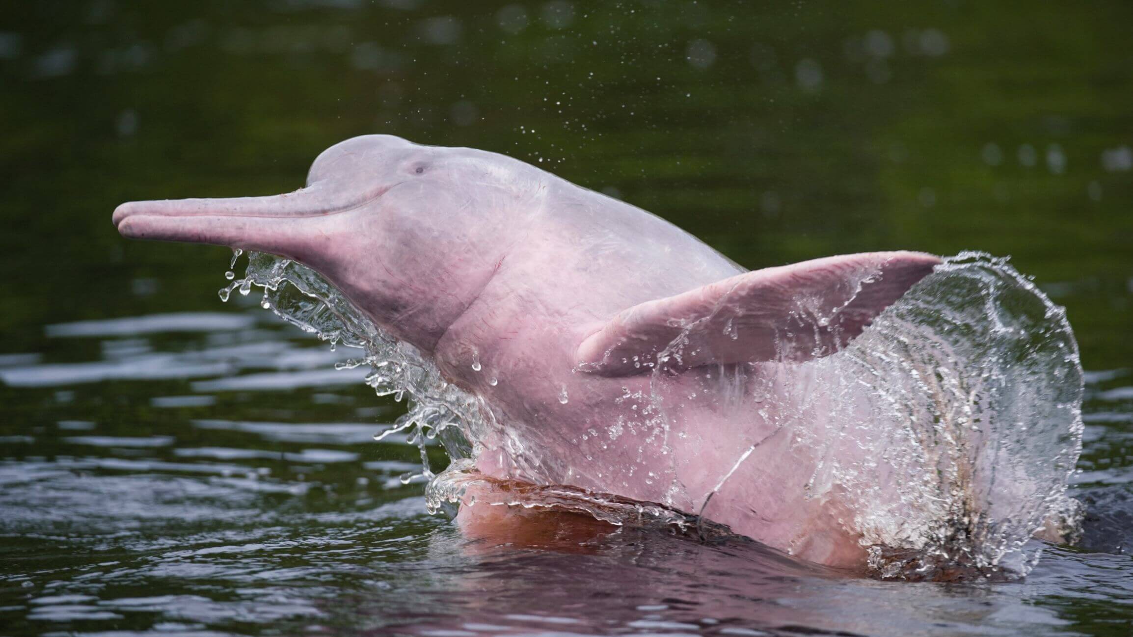 El delfín rosado del Amazonas sale del agua.