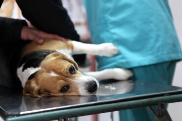Síndrome de Cushing en perros: ¿cuáles son los síntomas y el tratamiento?