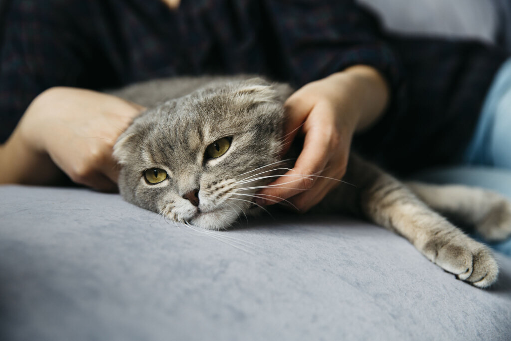 FLUTD en gatos: síntomas, tratamiento y prevención