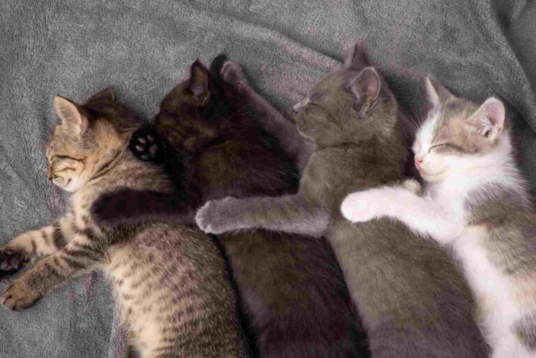 El color de tu gato, ¿qué significa?