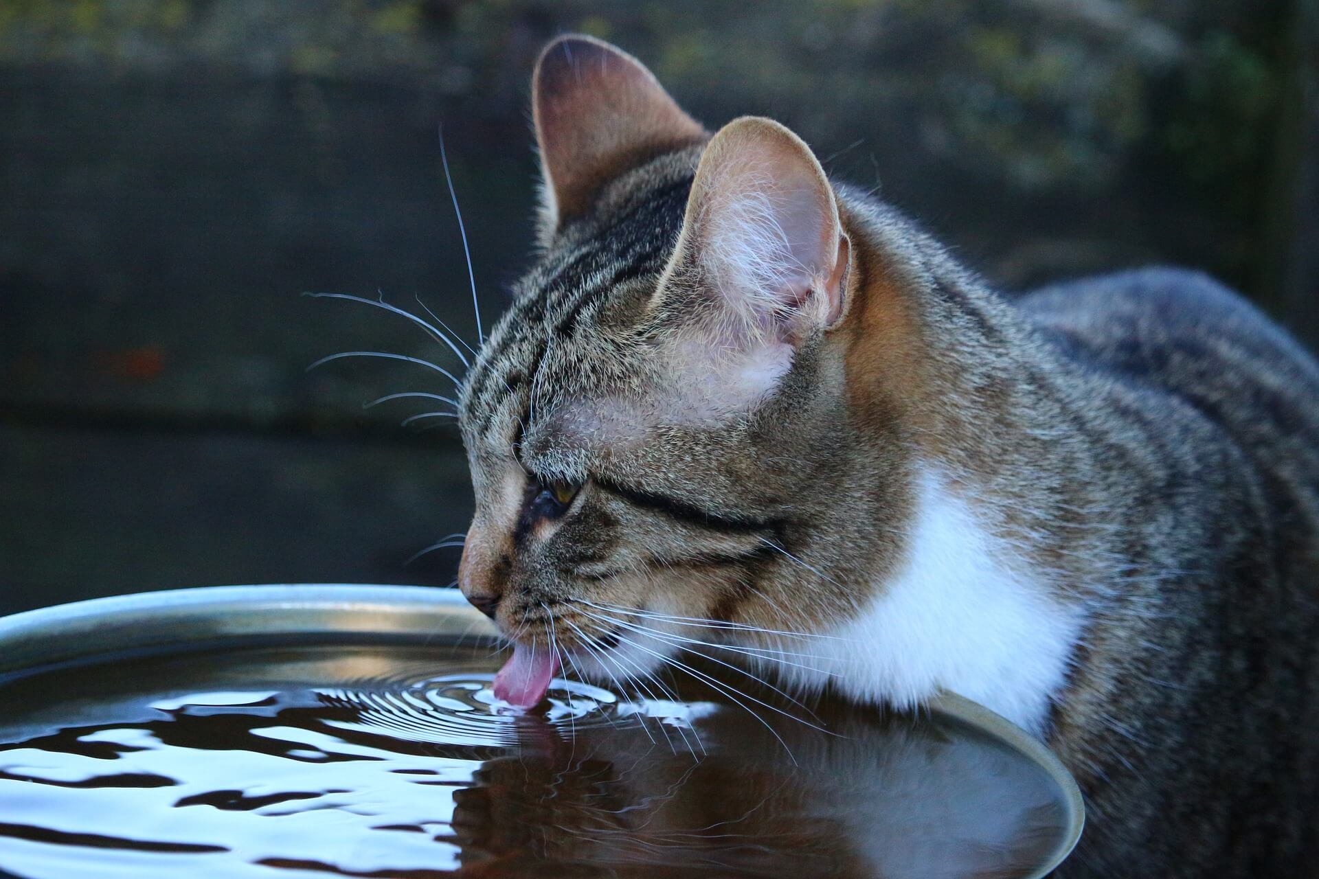Gato bebe água, uma medida para prevenir FLUTD em gatos.