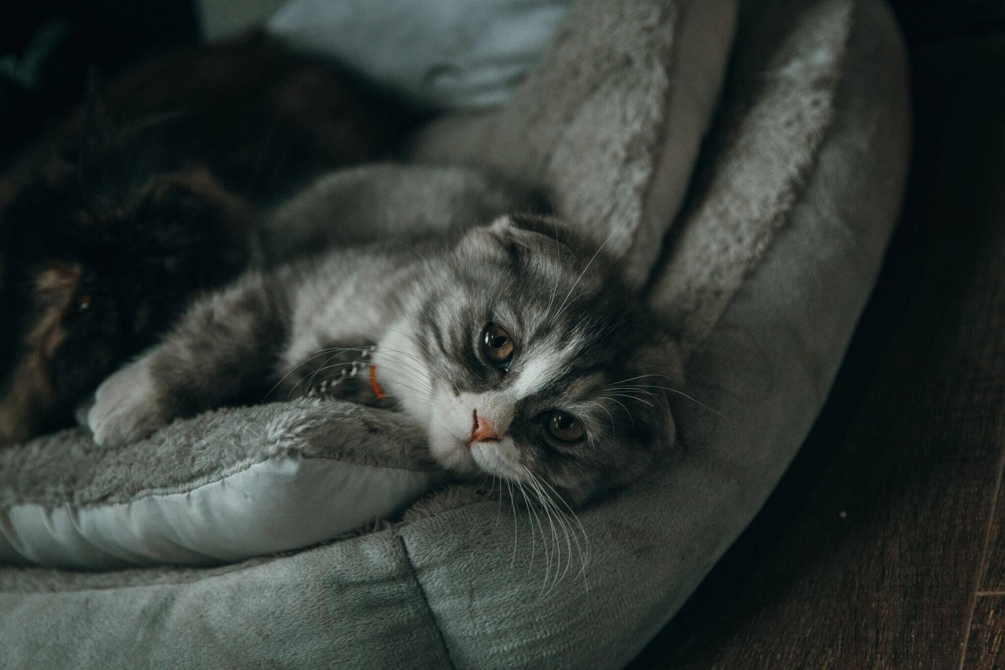 A cat on a sofa.