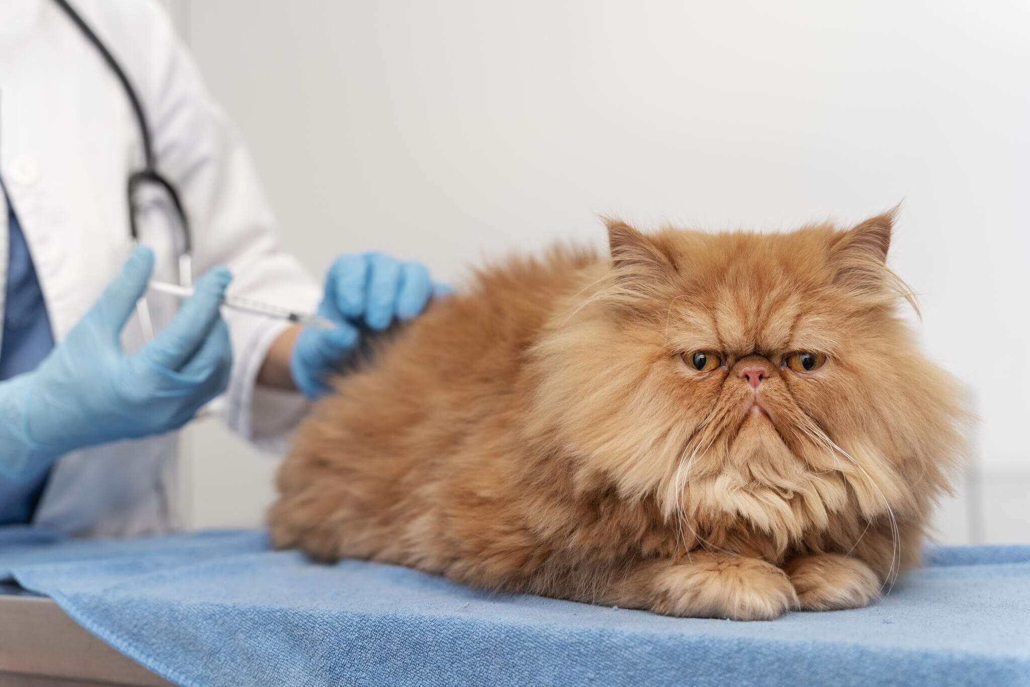 Gato persa recebe atendimento veterinário.