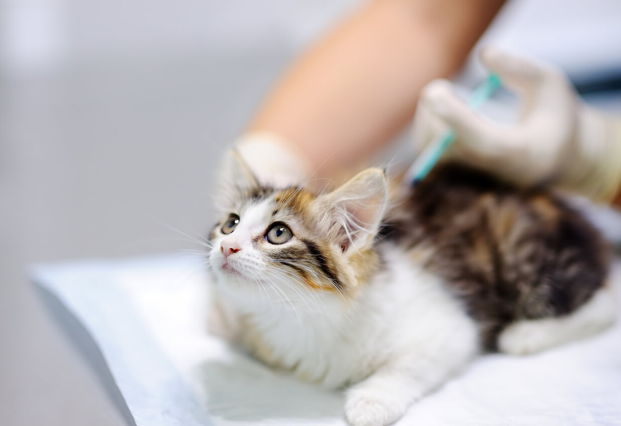 Gato recebe injeção no veterinário