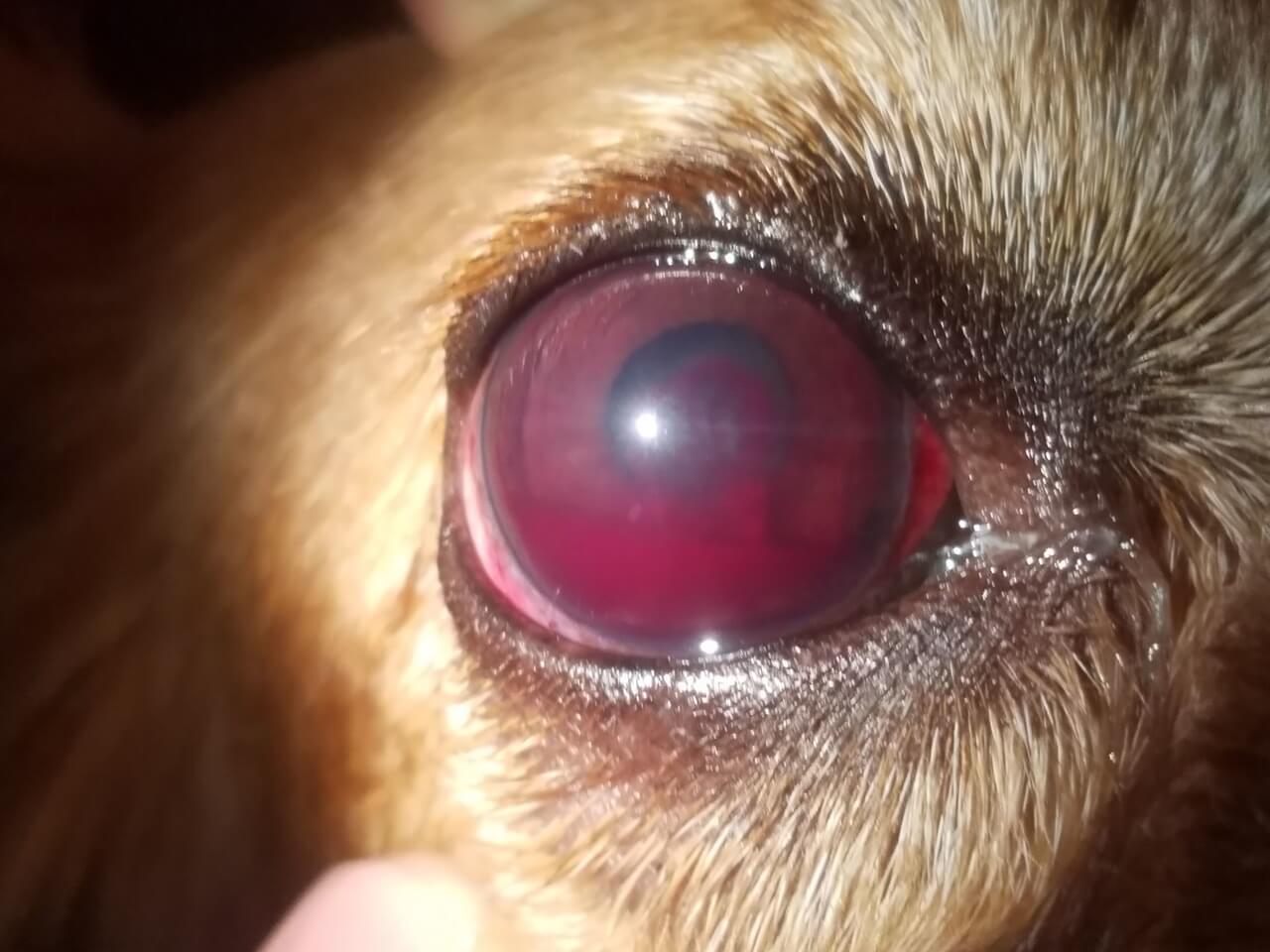Cachorro com hifema tem sangue dentro do olho.