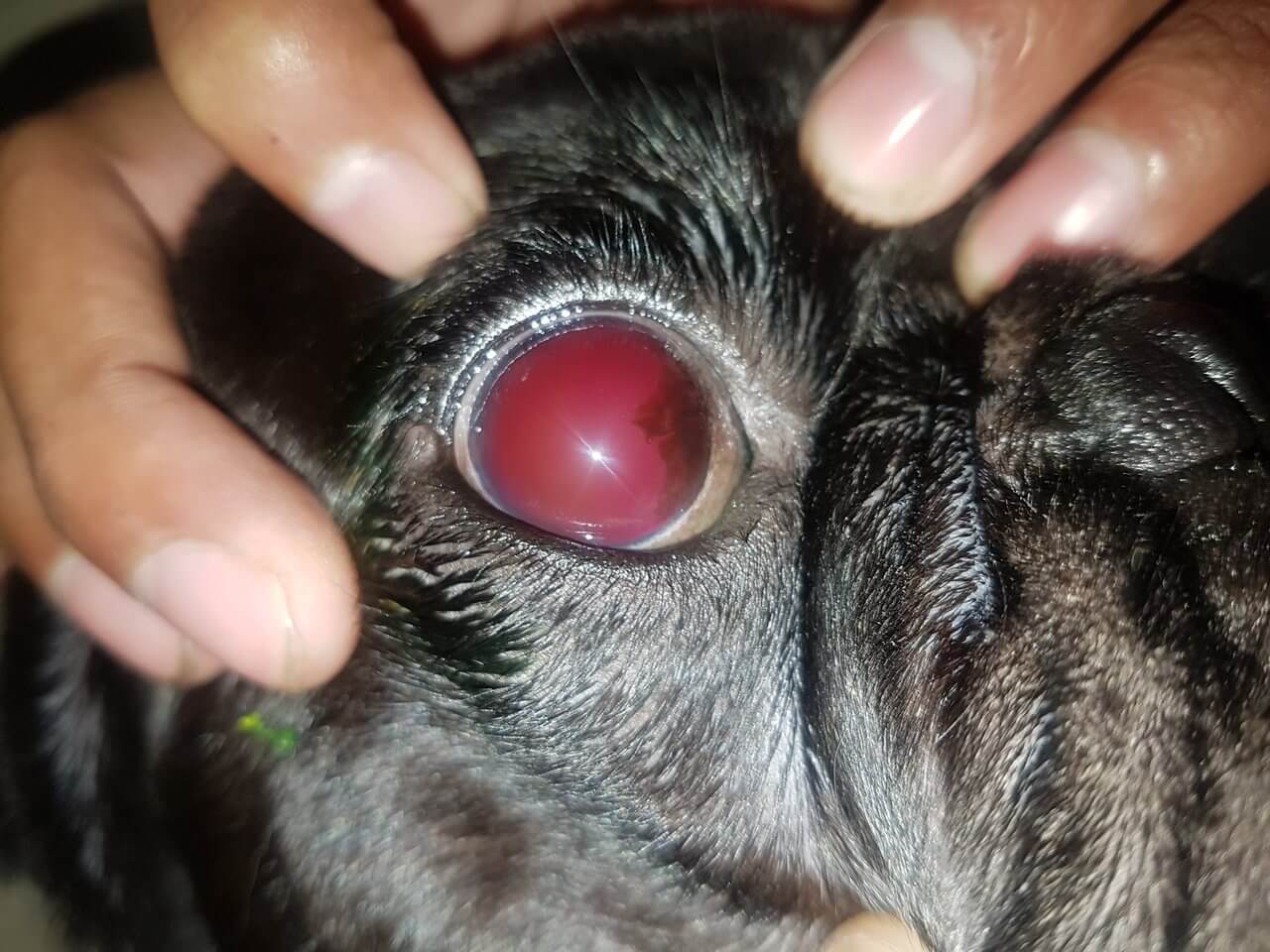 Cão com sangue dentro do olho devido a hifema.