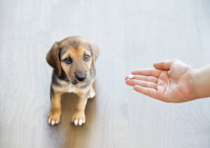 Resistencia antibiótica en mascotas: ¿por qué es una amenaza?