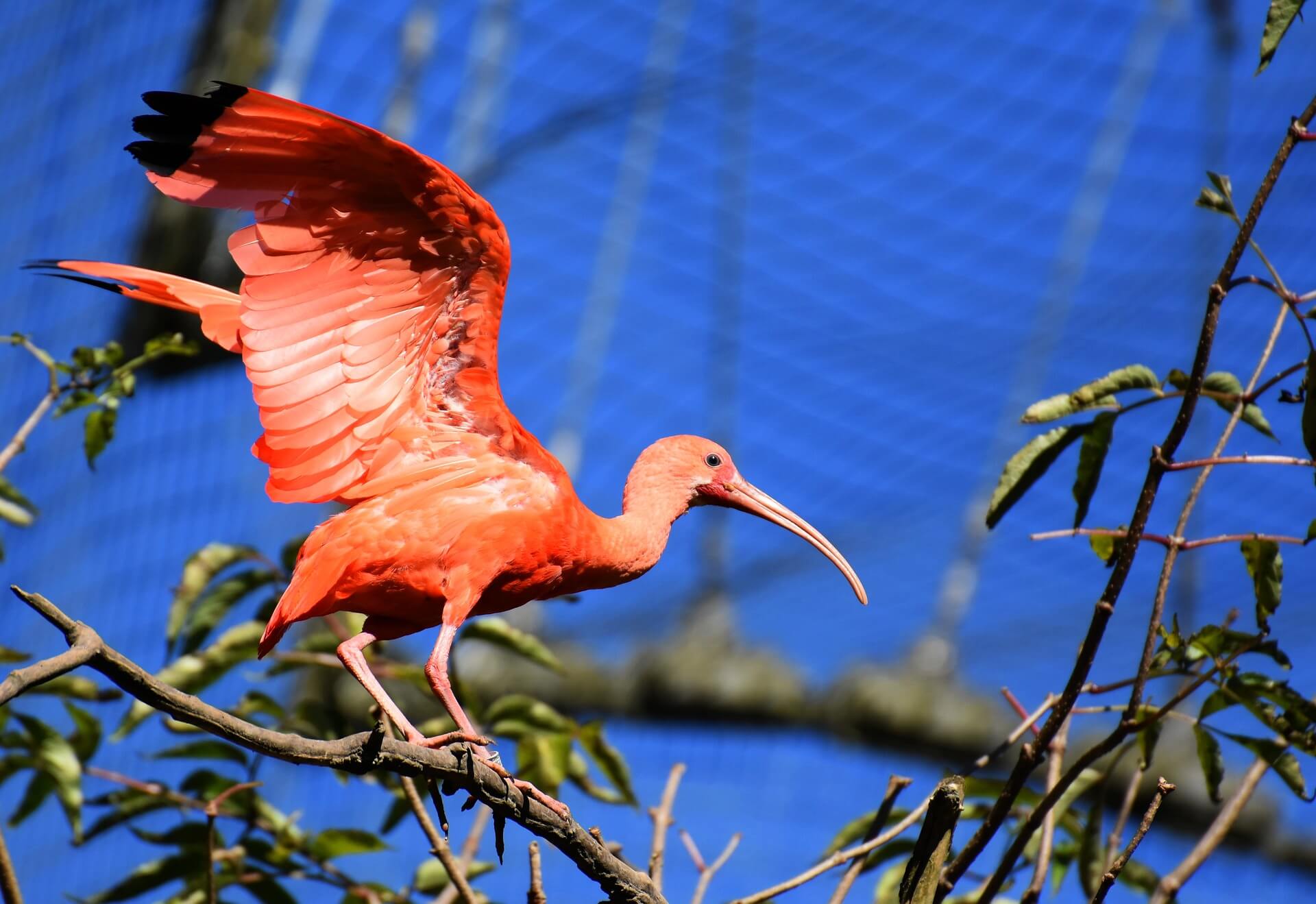 Ibis escarlata sobre la rama de un árbol. 