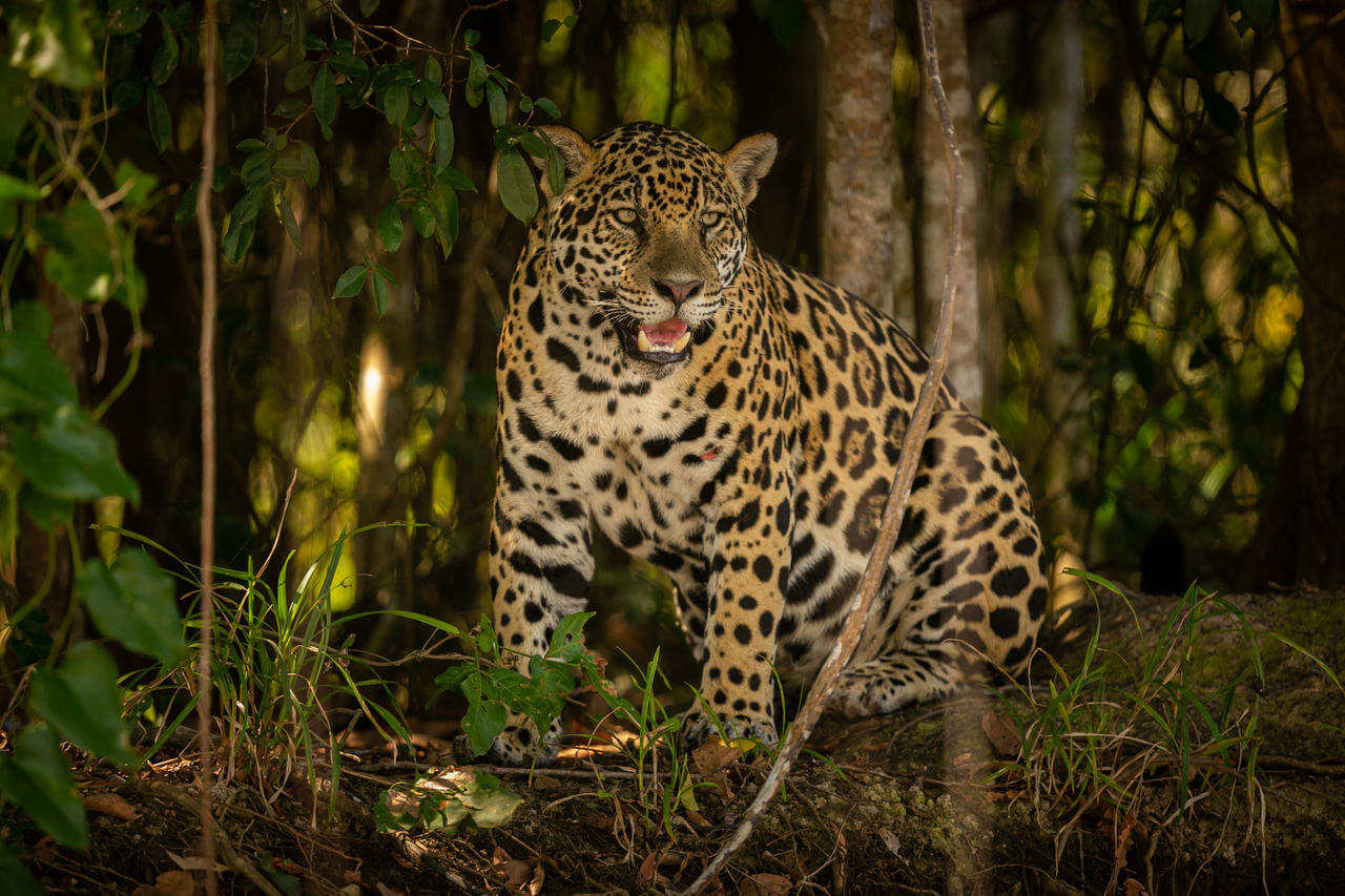 Amazon Jaguar nella foresta.