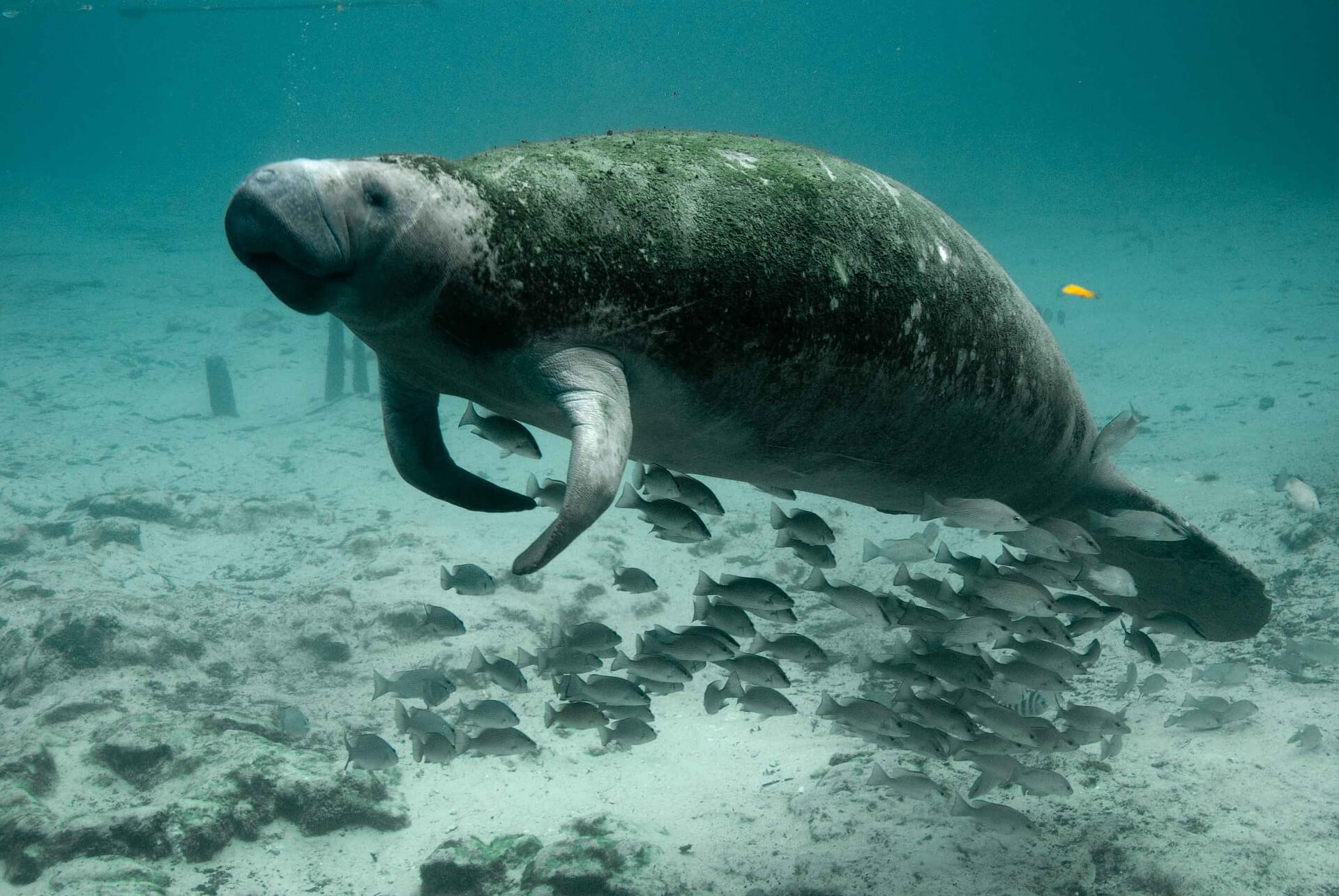 A manatee.
