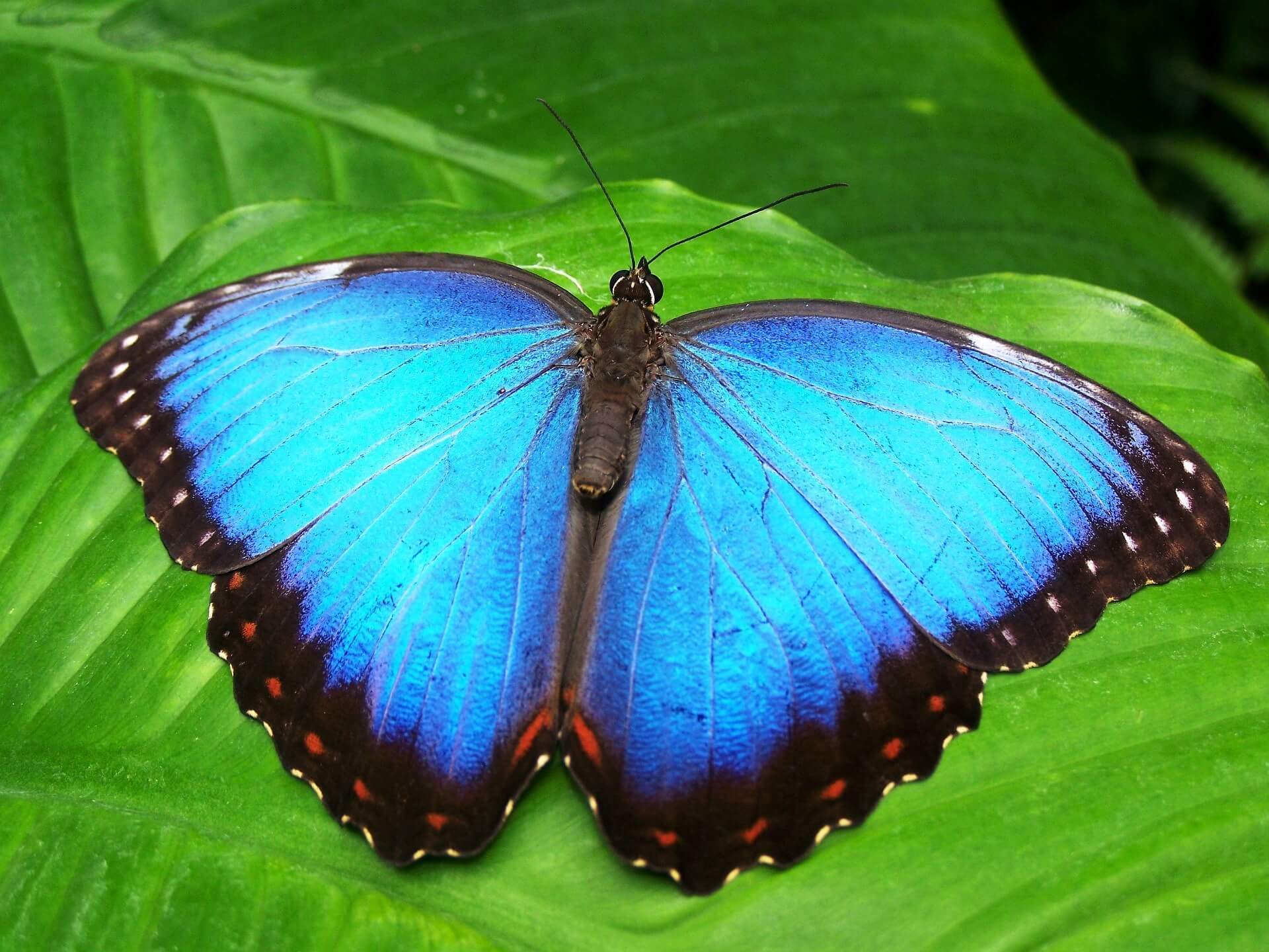 Mariposa azul sobre hojas de árboles. 