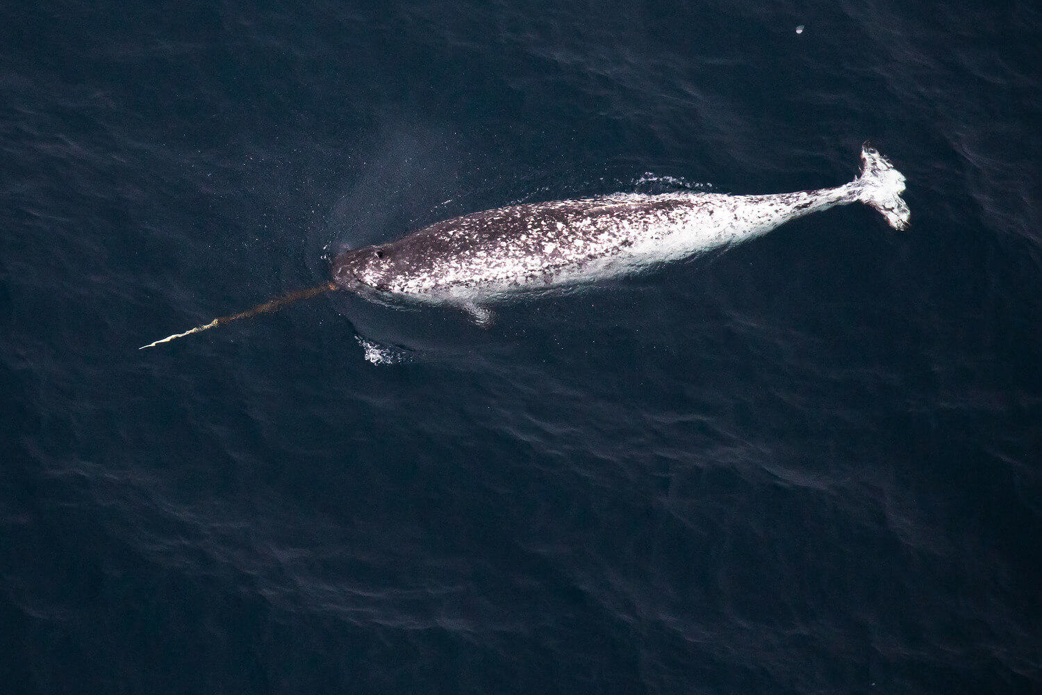 A narwhal.