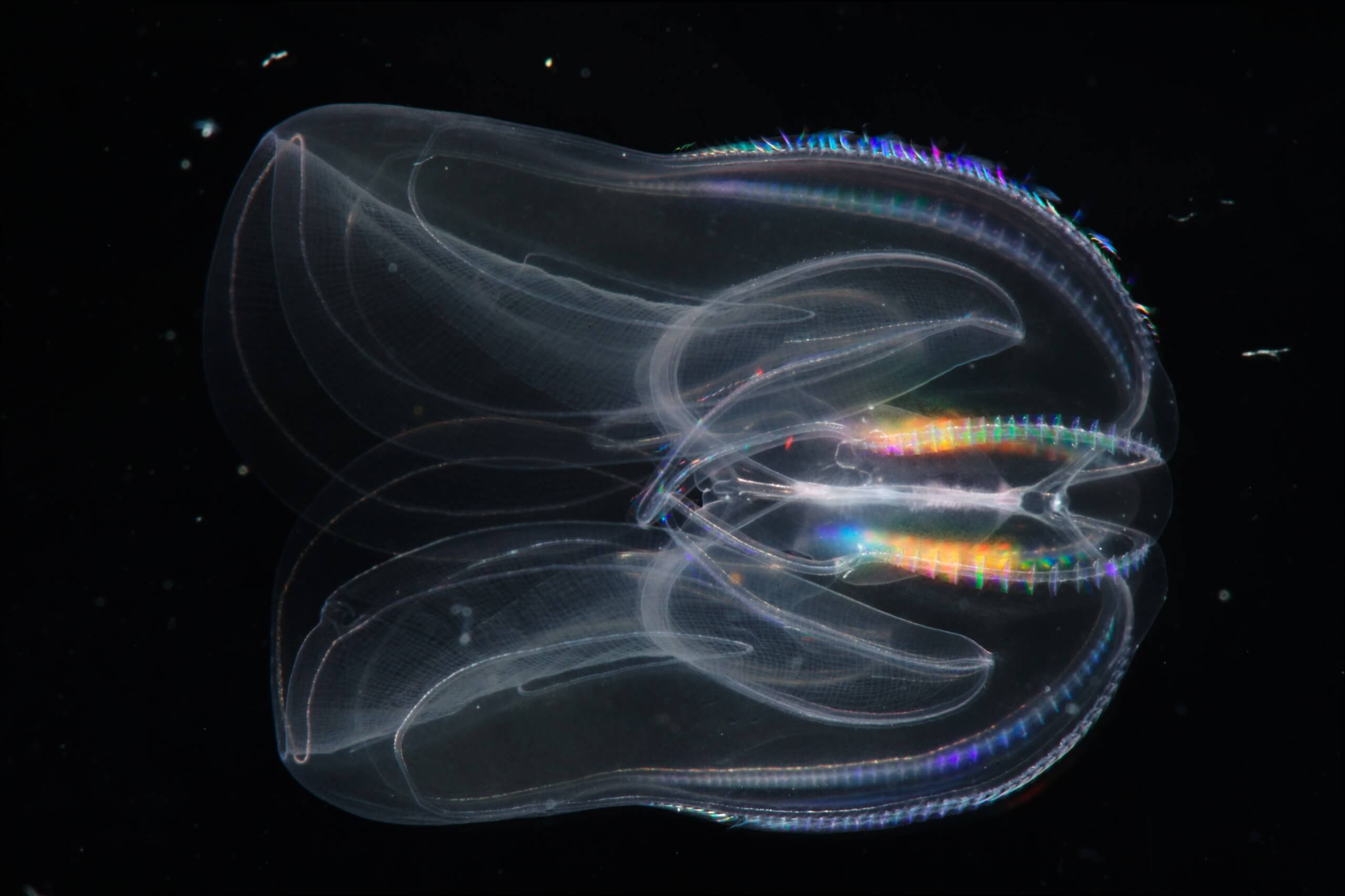 Medusa de peines iridiscente en el fondo del mar.