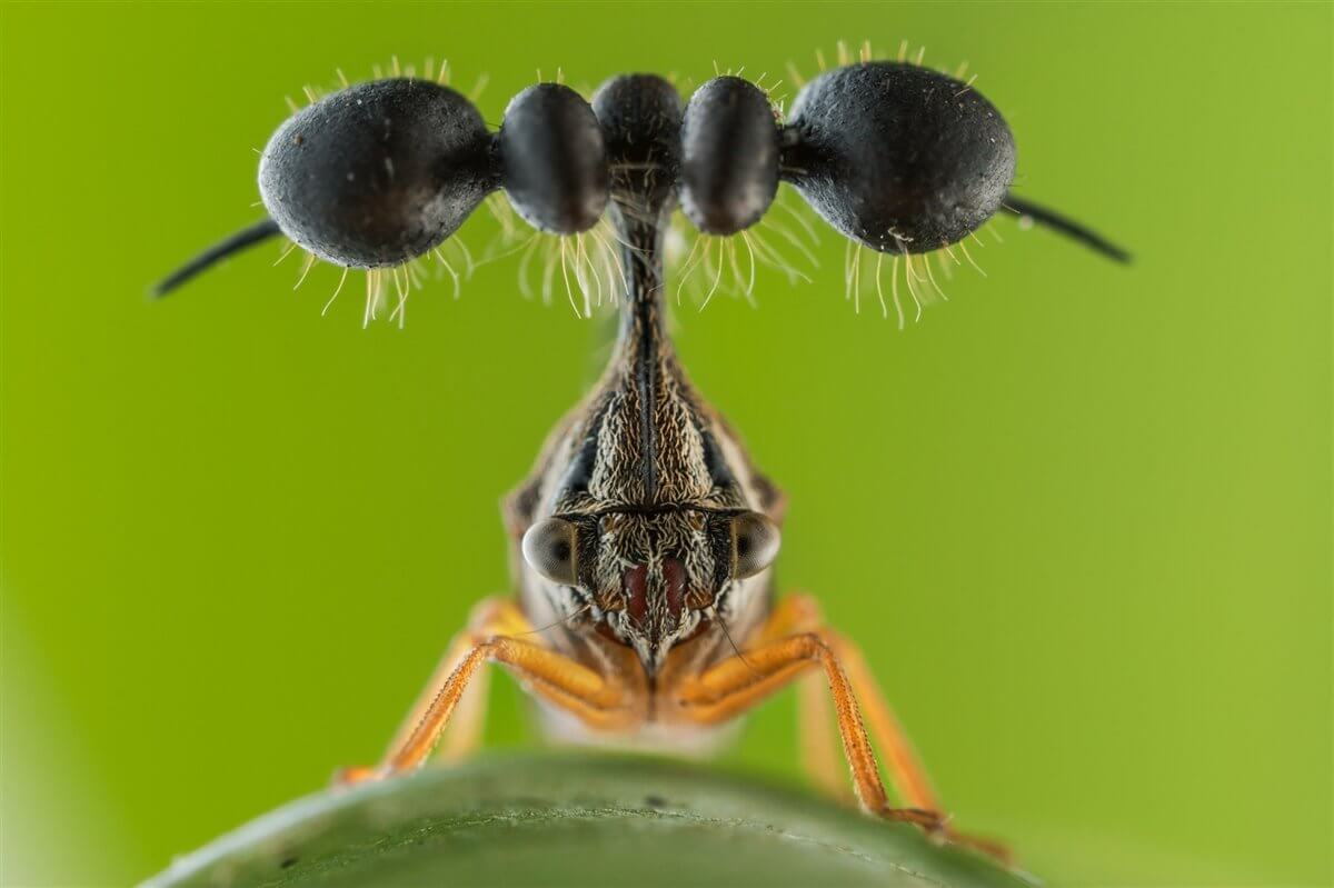Brazilian treehopper the strangest insect that you will meet