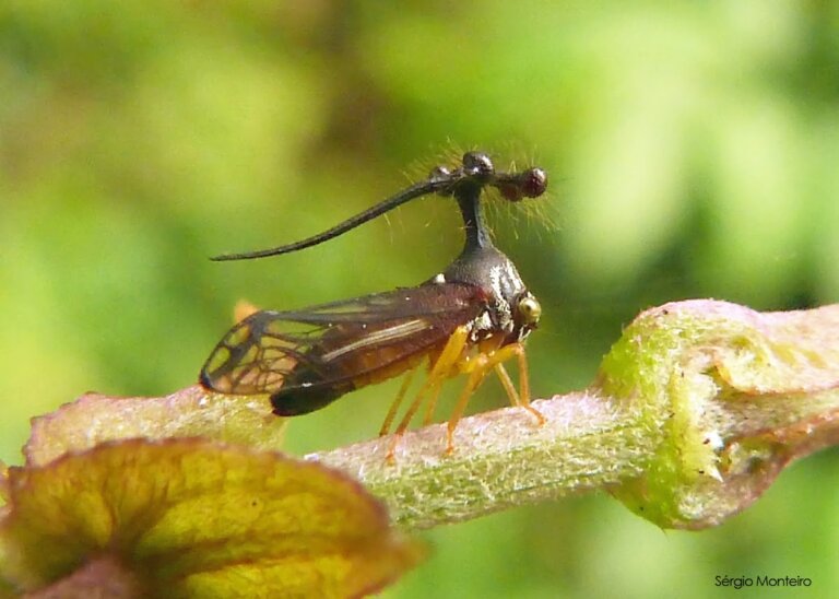 Membrácido brasileño: el insecto más extraño que podrás conocer
