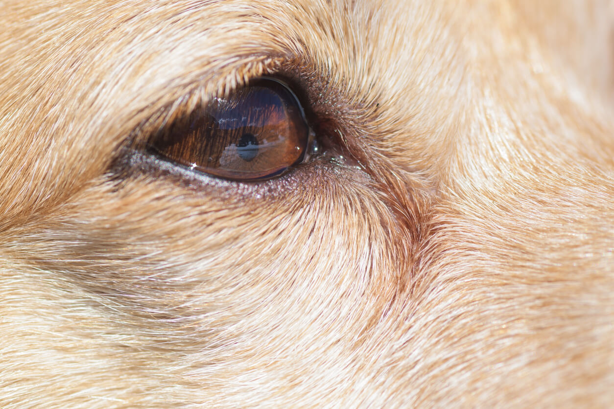 Perro marrón ojo pupila contraída