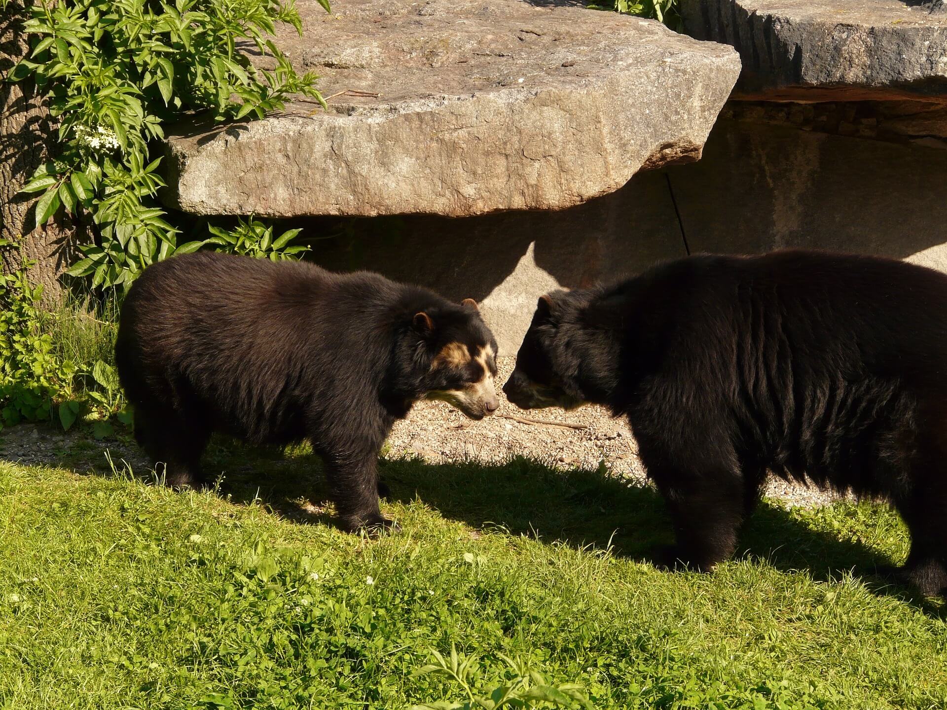 Dos osos andinos frente a frente en su hábitat. 