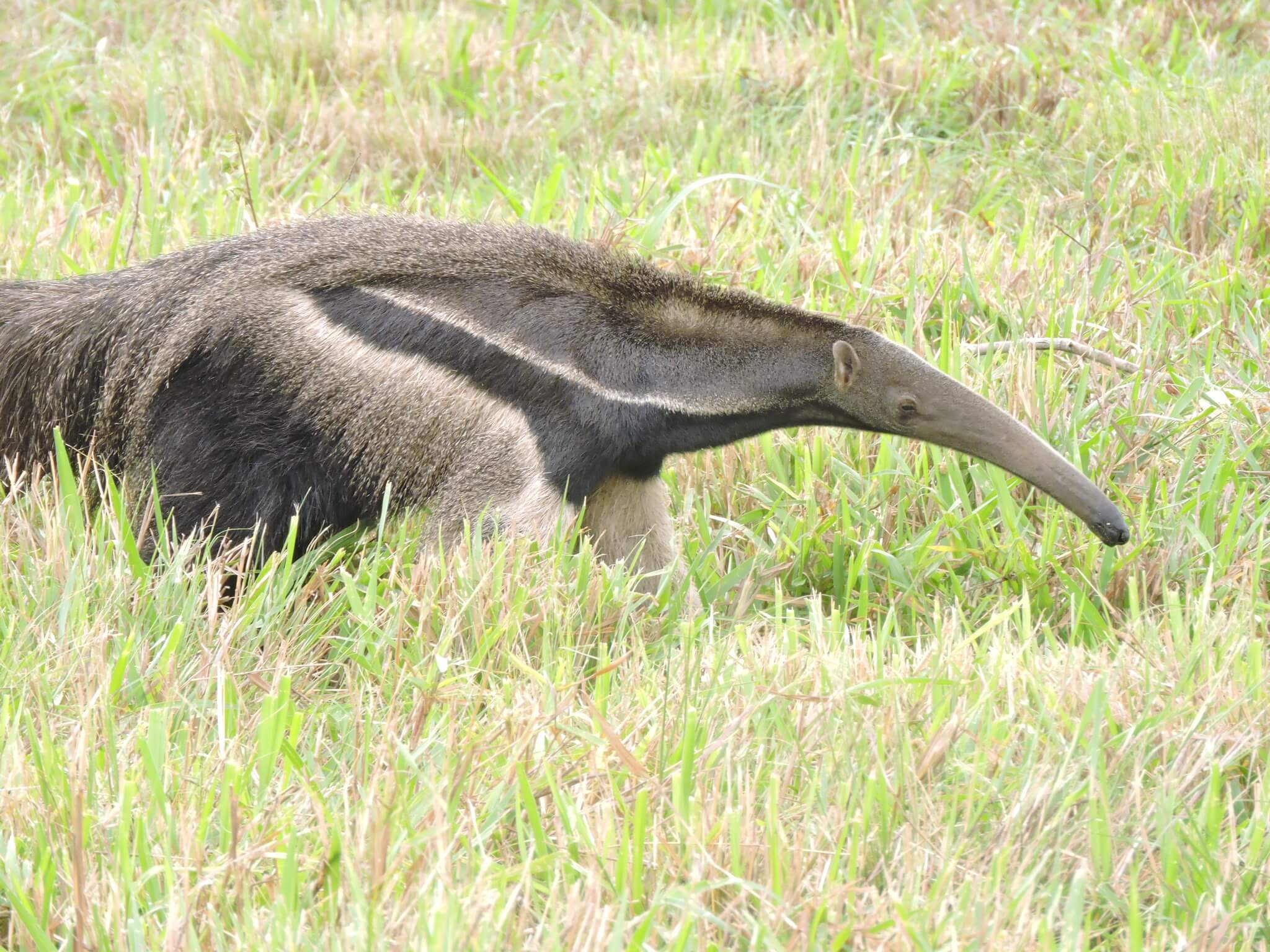 Oso hormiguero gigante en su hábitat. 