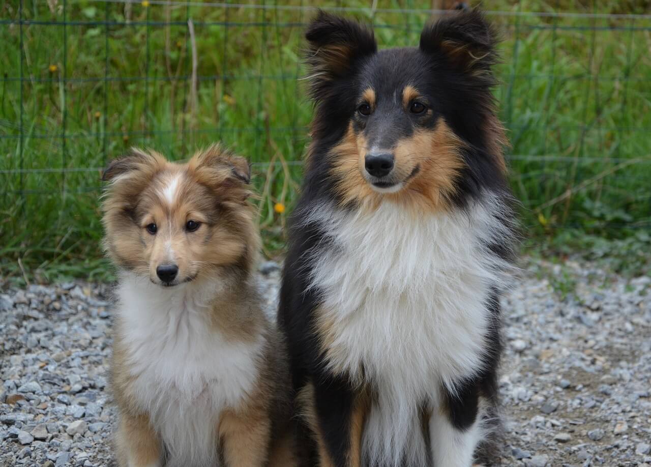 Pareja de perros pastor de las islas Shetland.