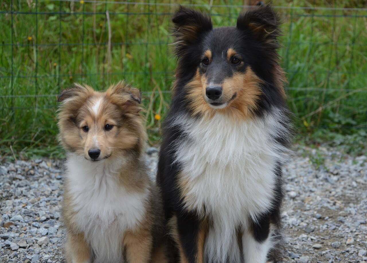 Two Shetland dogs.