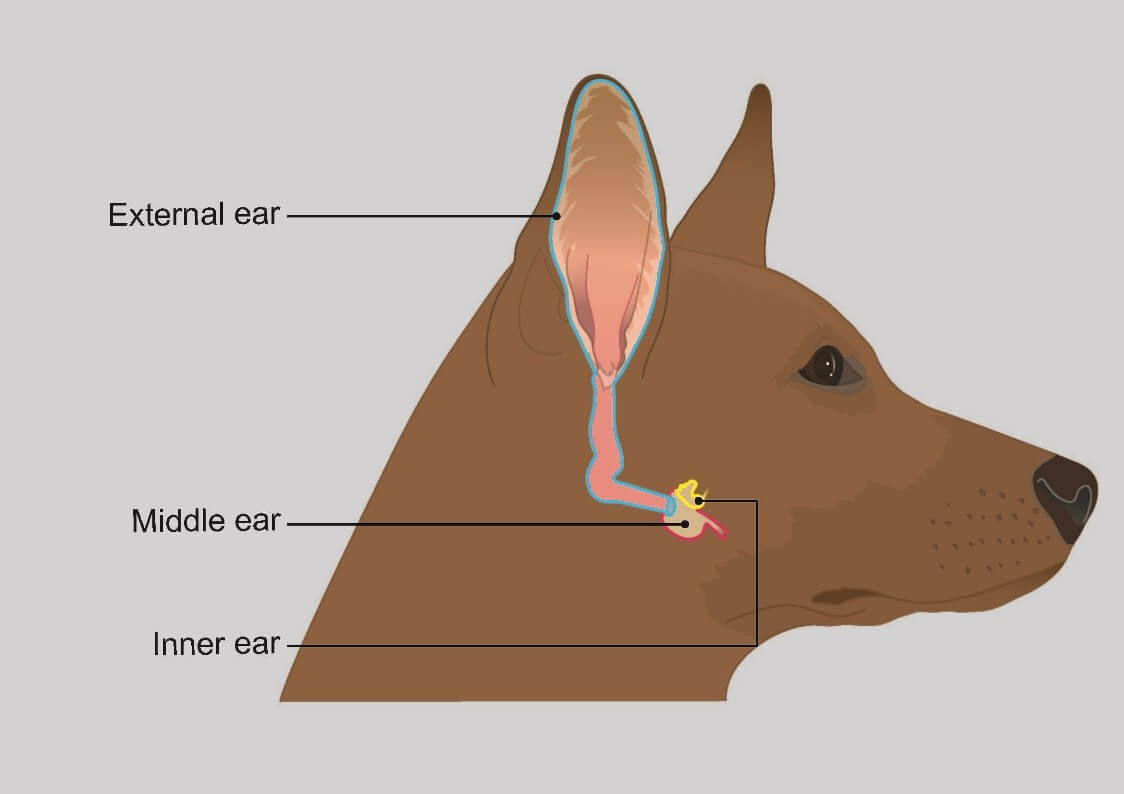 Partes del oído del perro.