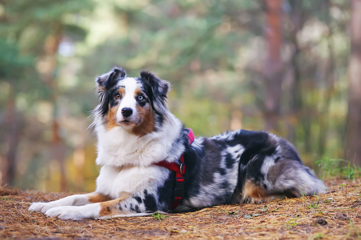 Australian shepherd dog.